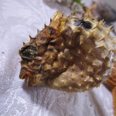 Starfish, puffer fish, tiger cowrie shell