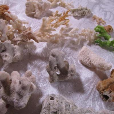 Coral and brain coral