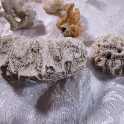 Coral and brain coral