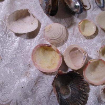 Shell collection #2