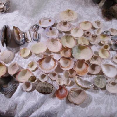 Shell collection #2