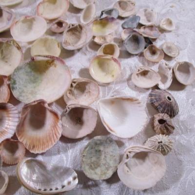 Shell collection #2