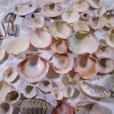 Shell collection #2