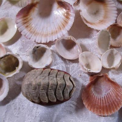 Shell collection #2