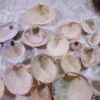 Shell collection #2