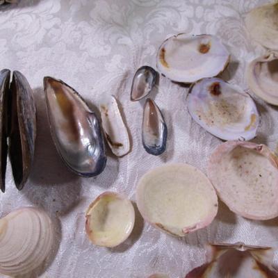 Shell collection #2