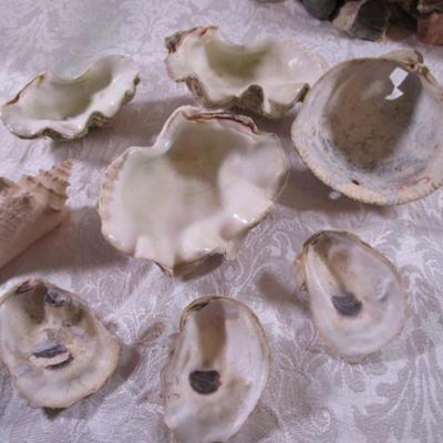 Shell collection #3 large shells