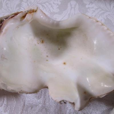 Shell collection #3 large shells
