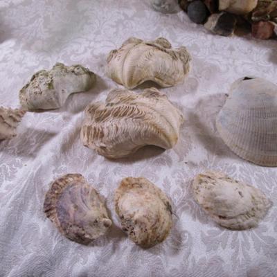 Shell collection #3 large shells