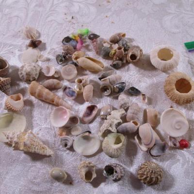 Shell collection #4 small shells