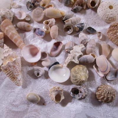 Shell collection #4 small shells