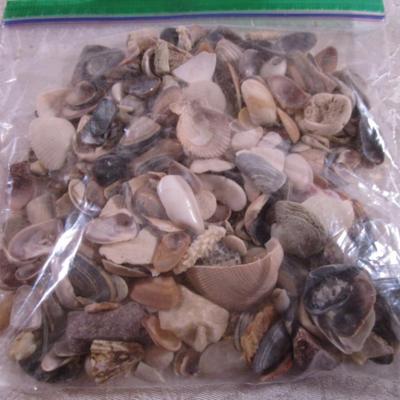 Shell collection #4 small shells