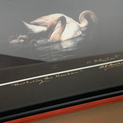 Signed Swans Art Framed