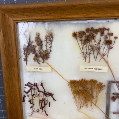 Natural Dyes of the Navajo Indigenous Framed Seeds and Plants