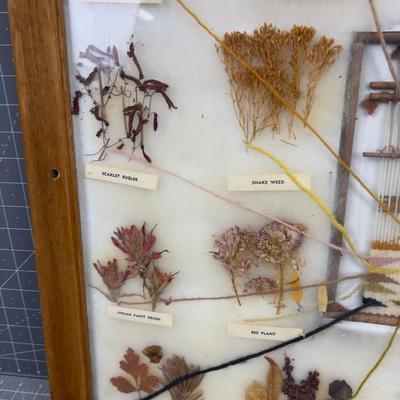 Natural Dyes of the Navajo Indigenous Framed Seeds and Plants