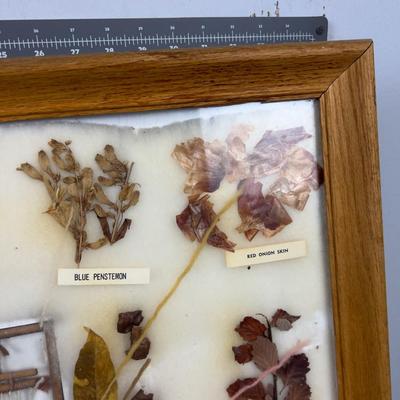 Natural Dyes of the Navajo Indigenous Framed Seeds and Plants
