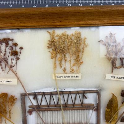 Natural Dyes of the Navajo Indigenous Framed Seeds and Plants