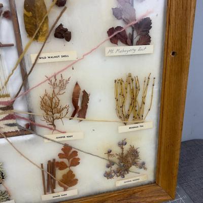 Natural Dyes of the Navajo Indigenous Framed Seeds and Plants