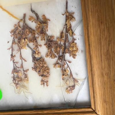 Natural Dyes of the Navajo Indigenous Framed Seeds and Plants