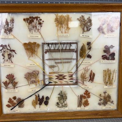 Natural Dyes of the Navajo Indigenous Framed Seeds and Plants