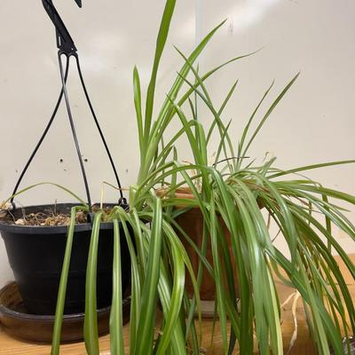 Spider Plants ALIVE! 