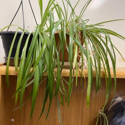 Spider Plants ALIVE! 