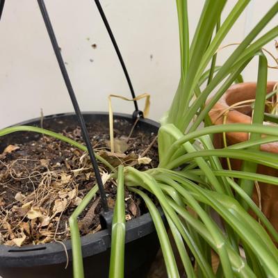Spider Plants ALIVE! 