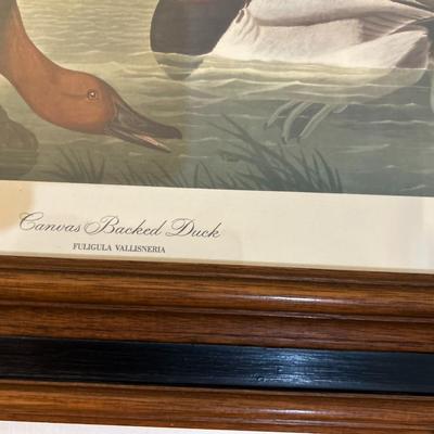 Waterfowl Prints