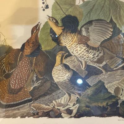 Waterfowl Prints