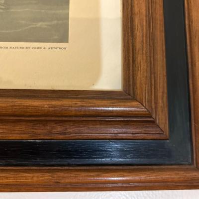 Waterfowl Prints