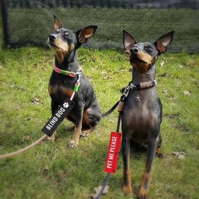 2-Pack Dog Leash Wraps "Pet Me Please" And "Blind Dog" Notification Awareness Wraps