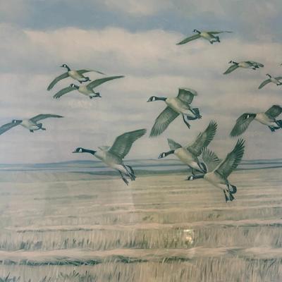 Ducks Unlimited Print