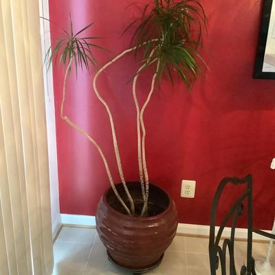 K776 Dracena Plant in Red Glazed Pot