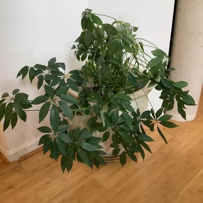 K8032 Schefflera Plant in Glazed Pot