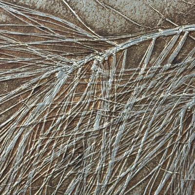 LOT 38X: Signed & Numbered 5/50 Pine Needle Relief Print