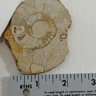 Fossils - Limestone Ammonite Fossil Jurassic shell and a fossil fish
