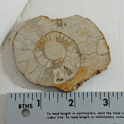 Fossils - Limestone Ammonite Fossil Jurassic shell and a fossil fish