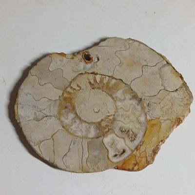 Fossils - Limestone Ammonite Fossil Jurassic shell and a fossil fish