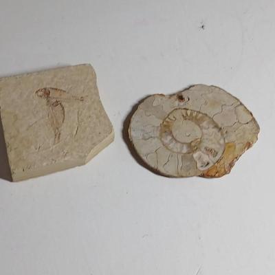 Fossils - Limestone Ammonite Fossil Jurassic shell and a fossil fish
