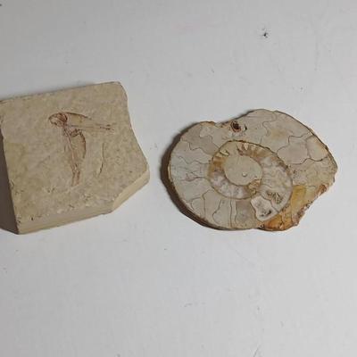 Fossils - Limestone Ammonite Fossil Jurassic shell and a fossil fish