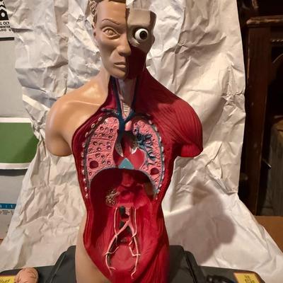 Smithsonian Anatomy Lab Figure