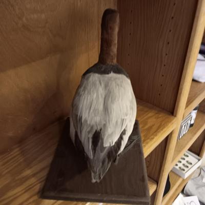 RED HEAD DUCK TAXIDERMY