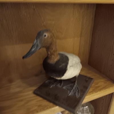RED HEAD DUCK TAXIDERMY