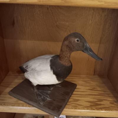 RED HEAD DUCK TAXIDERMY