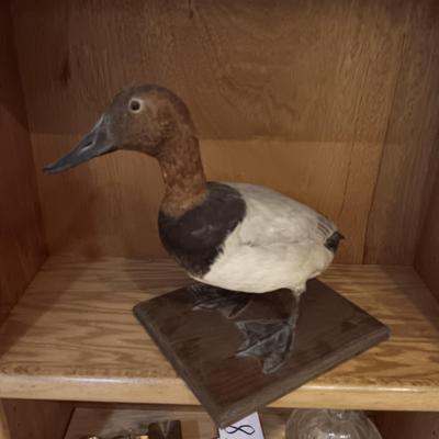 RED HEAD DUCK TAXIDERMY