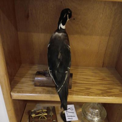 DUCK TAXIDERMY STANDING MOUNT