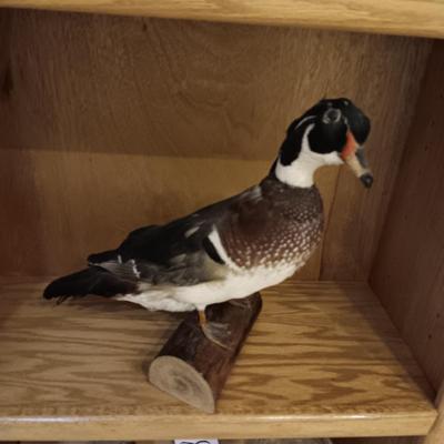 DUCK TAXIDERMY STANDING MOUNT