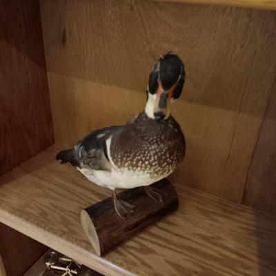 DUCK TAXIDERMY STANDING MOUNT