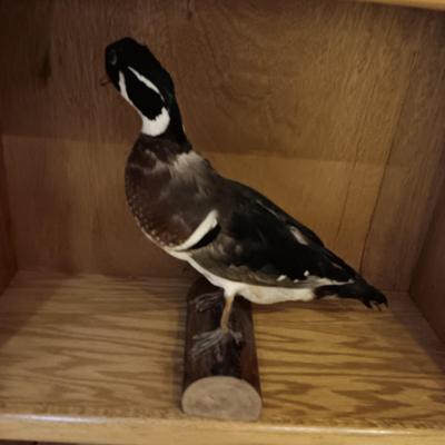DUCK TAXIDERMY STANDING MOUNT