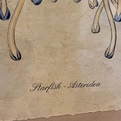 Starfish - Asteridea Print in Metallic Frame (GB2-RG)